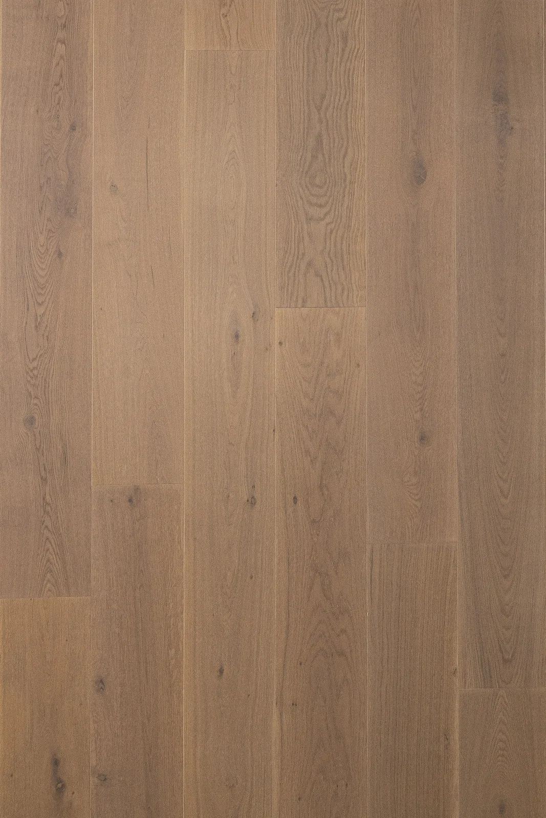 Francisco — Bentham Plank Varnett